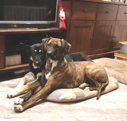 Mischlinge raten - Rätselspaß-Beitrag-Bild