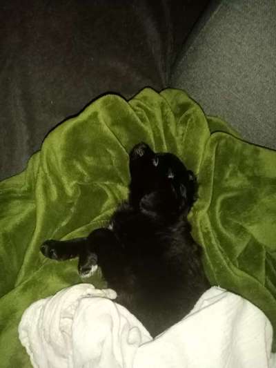 Alles rund um den Schäferhund, diskutieren erwünscht.-Beitrag-Bild