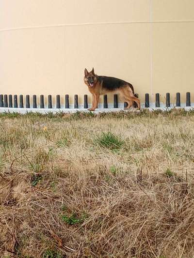 Alles rund um den Schäferhund, diskutieren erwünscht.-Beitrag-Bild