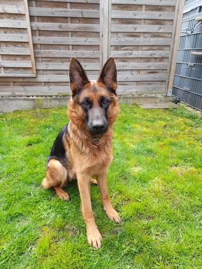 Korrektes Sitz trainieren / Welpensitz abgewöhnen-Beitrag-Bild