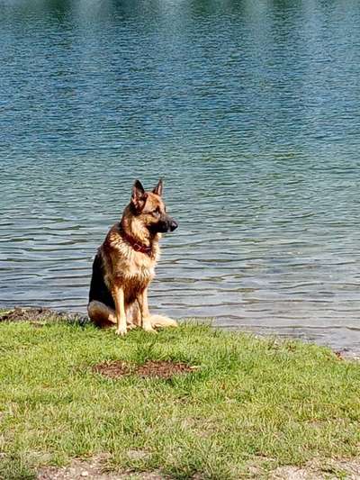 Alles rund um den Schäferhund, diskutieren erwünscht.-Beitrag-Bild