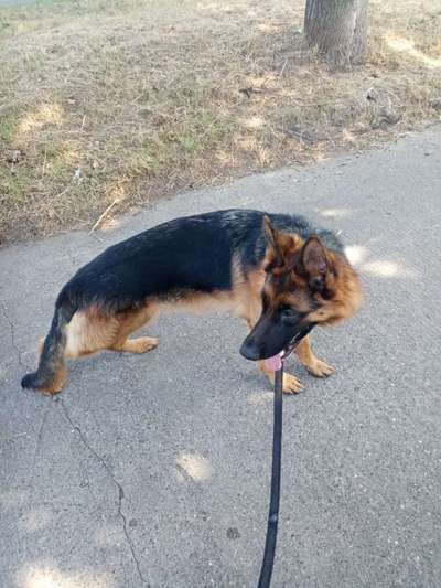 Alles rund um den Schäferhund, diskutieren erwünscht.-Beitrag-Bild