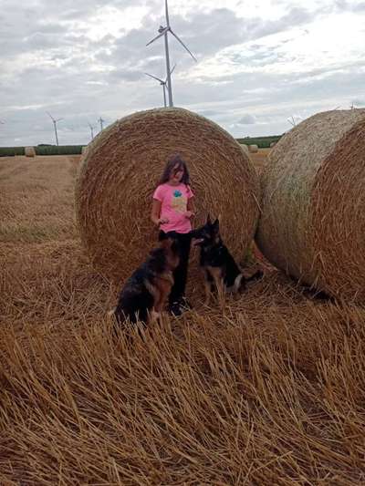 Alles rund um den Schäferhund, diskutieren erwünscht.-Beitrag-Bild