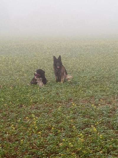 Alles rund um den Schäferhund, diskutieren erwünscht.-Beitrag-Bild