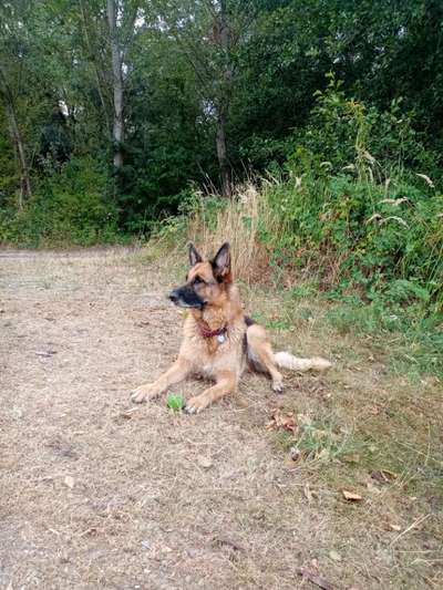 Alles rund um den Schäferhund, diskutieren erwünscht.-Beitrag-Bild