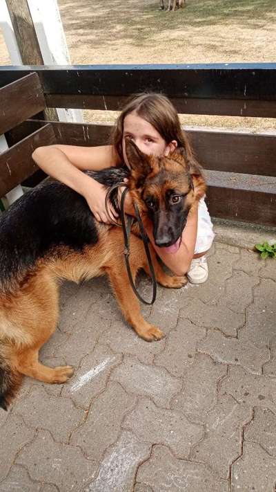 Alles rund um den Schäferhund, diskutieren erwünscht.-Beitrag-Bild