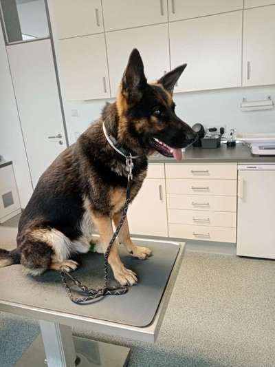 Alles rund um den Schäferhund, diskutieren erwünscht.-Beitrag-Bild