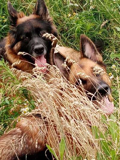 Schäferhund-Fans?-Beitrag-Bild