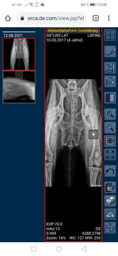 Alles rund um den Schäferhund, diskutieren erwünscht.-Beitrag-Bild