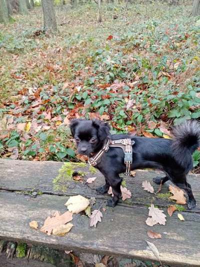 Kleine Hunde ganz Groß-Beitrag-Bild