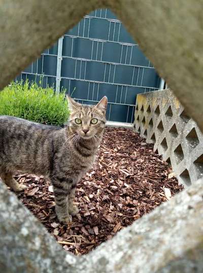 Alles rund um den Schäferhund, diskutieren erwünscht.-Beitrag-Bild