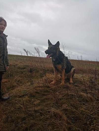 Alles rund um den Schäferhund, diskutieren erwünscht.-Beitrag-Bild