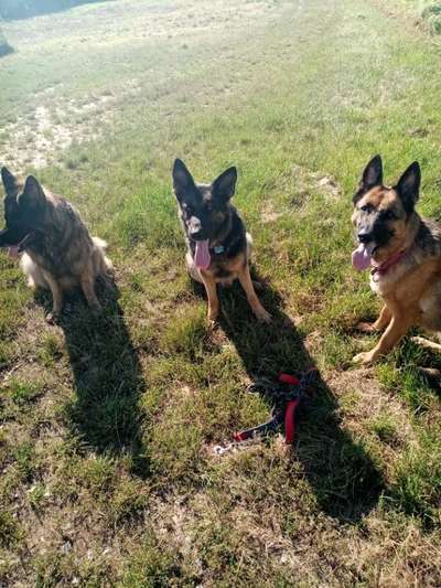 Alles rund um den Schäferhund, diskutieren erwünscht.-Beitrag-Bild