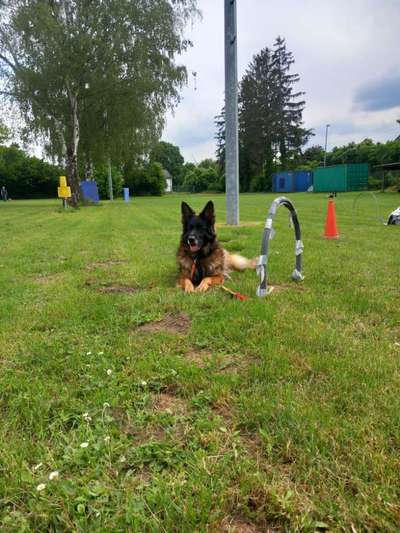 Schäferhund-Beitrag-Bild