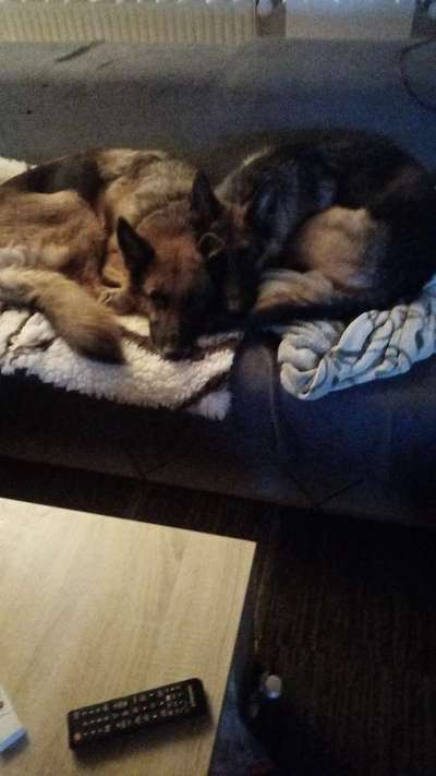 Alles rund um den Schäferhund, diskutieren erwünscht.-Beitrag-Bild