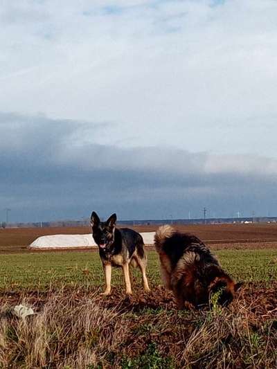 Alles rund um den Schäferhund, diskutieren erwünscht.-Beitrag-Bild