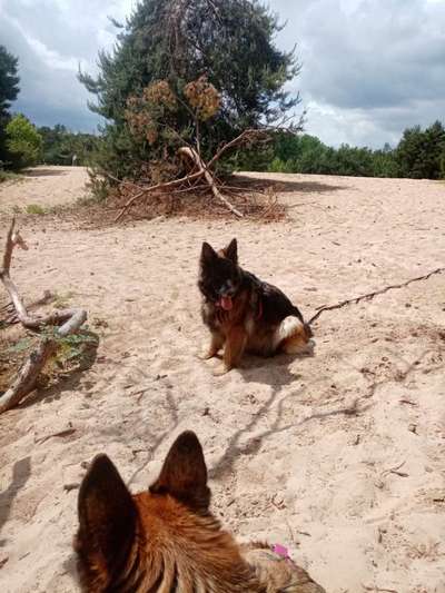 Deutsche Schäferhunde, Belgische Schäferhunde.-Beitrag-Bild