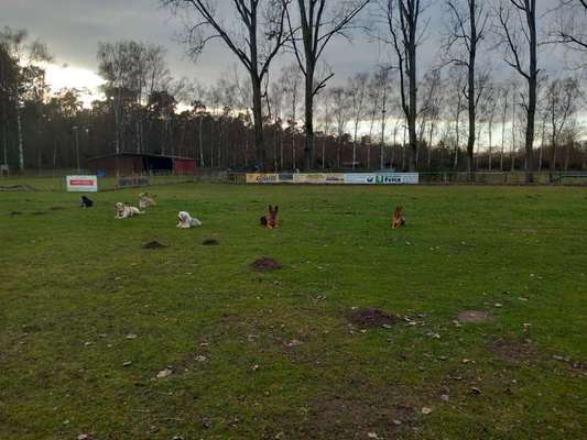 Halsketten nicht erlaubt auf Hundeplatz-Beitrag-Bild