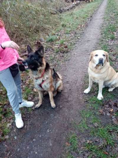 Alles rund um den Schäferhund, diskutieren erwünscht.-Beitrag-Bild