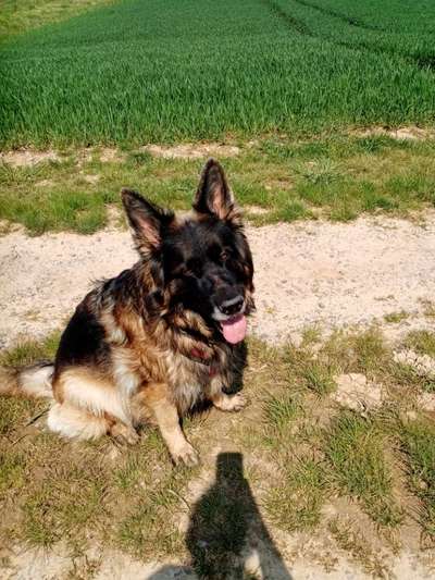 Alles rund um den Schäferhund, diskutieren erwünscht.-Beitrag-Bild