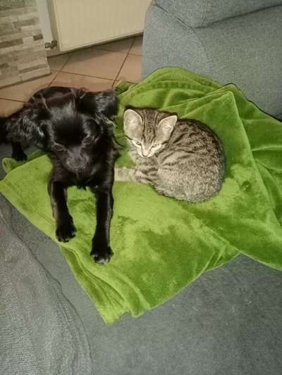 Alles rund um den Schäferhund, diskutieren erwünscht.-Beitrag-Bild