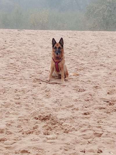 Deutsche Schäferhunde, Belgische Schäferhunde.-Beitrag-Bild