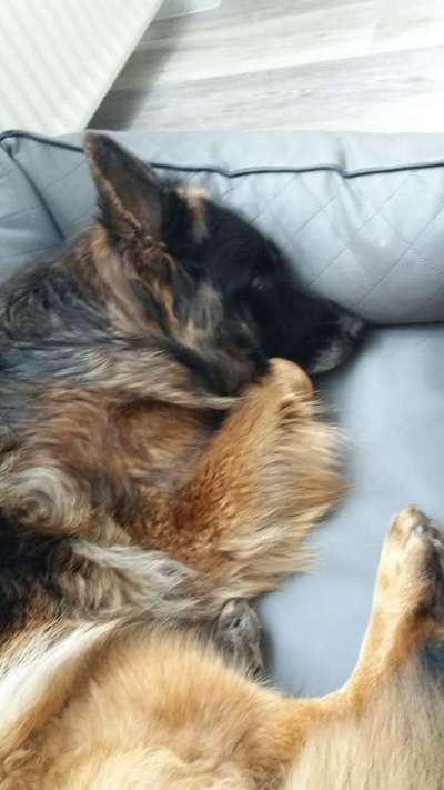 Alles rund um den Schäferhund, diskutieren erwünscht.-Beitrag-Bild