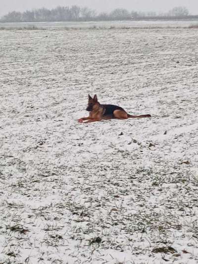 Alles rund um den Schäferhund, diskutieren erwünscht.-Beitrag-Bild