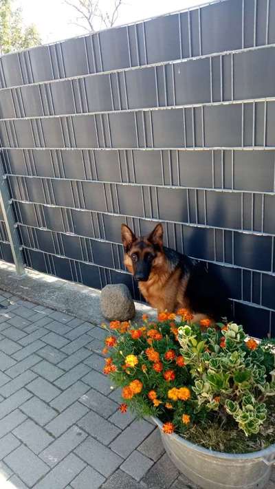 Alles rund um den Schäferhund, diskutieren erwünscht.-Beitrag-Bild