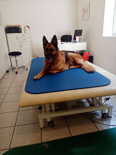 Alles rund um den Schäferhund, diskutieren erwünscht.-Beitrag-Bild