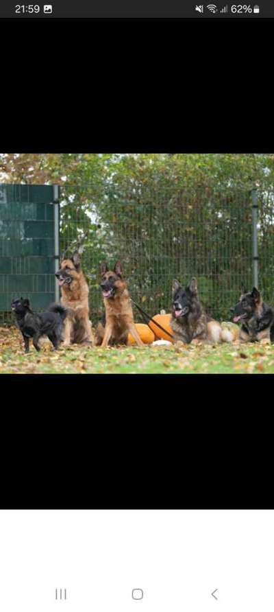 Wie viele Hunde ist für euch genug?-Beitrag-Bild