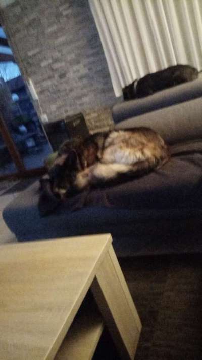 Alles rund um den Schäferhund, diskutieren erwünscht.-Beitrag-Bild