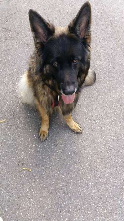 Alles rund um den Schäferhund, diskutieren erwünscht.-Beitrag-Bild