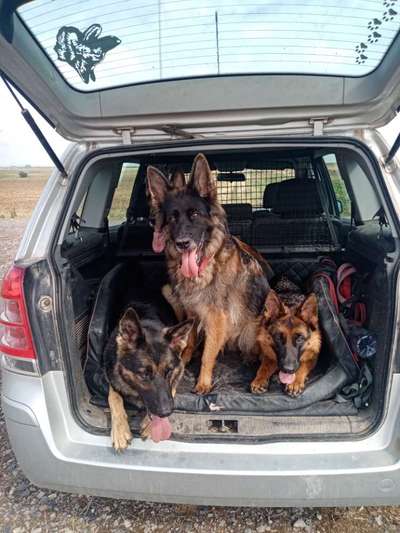 Schäferhund-Beitrag-Bild