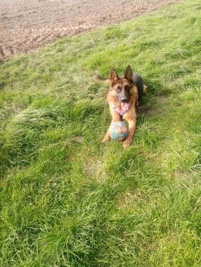 Deutsche Schäferhunde, Belgische Schäferhunde.-Beitrag-Bild