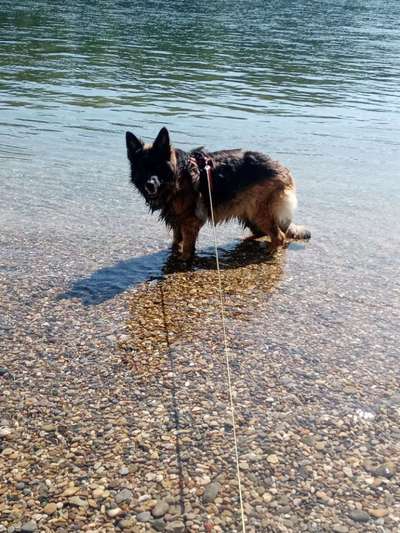 Alles rund um den Schäferhund, diskutieren erwünscht.-Beitrag-Bild