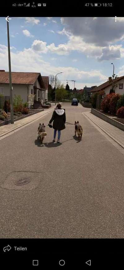 Hund knurrt Tochter (11) an-Beitrag-Bild