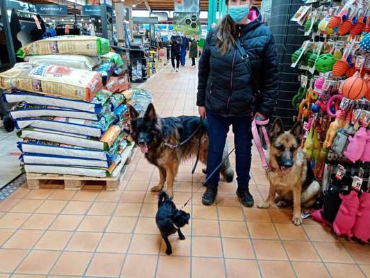 Alles rund um den Schäferhund, diskutieren erwünscht.-Beitrag-Bild