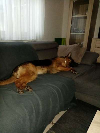 Alles rund um den Schäferhund, diskutieren erwünscht.-Beitrag-Bild