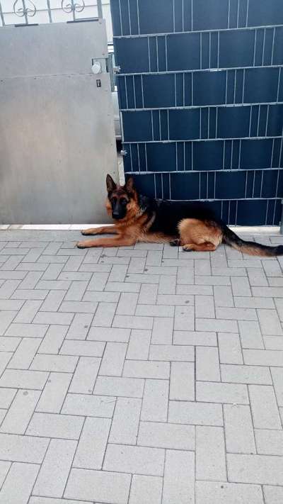 Alles rund um den Schäferhund, diskutieren erwünscht.-Beitrag-Bild