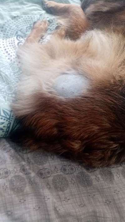 Alles rund um den Schäferhund, diskutieren erwünscht.-Beitrag-Bild