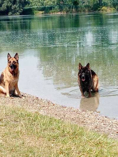 Deutsche Schäferhunde, Belgische Schäferhunde.-Beitrag-Bild