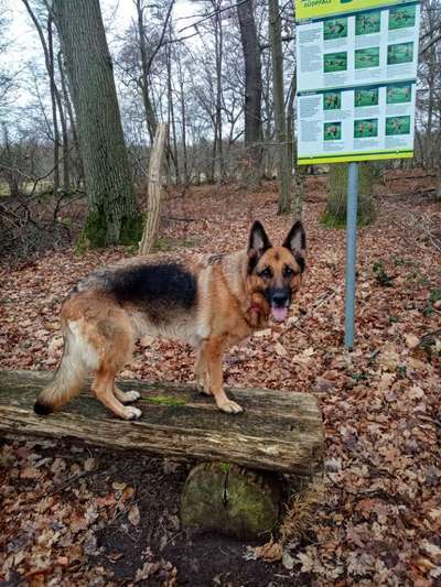 Alles rund um den Schäferhund, diskutieren erwünscht.-Beitrag-Bild