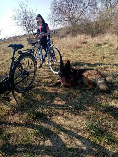Alles rund um den Schäferhund, diskutieren erwünscht.-Beitrag-Bild