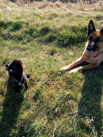 Alles rund um den Schäferhund, diskutieren erwünscht.-Beitrag-Bild