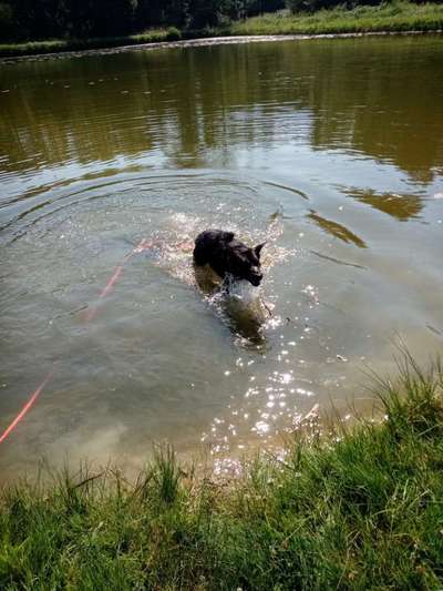 Alles rund um den Schäferhund, diskutieren erwünscht.-Beitrag-Bild