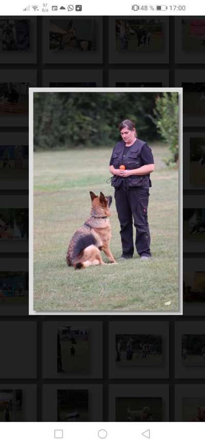 Alles rund um den Schäferhund, diskutieren erwünscht.-Beitrag-Bild