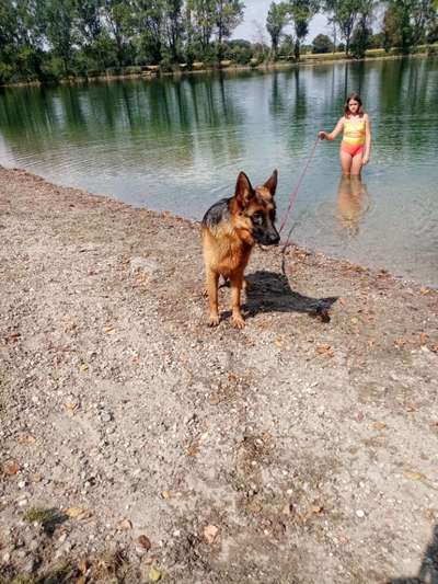 Alles rund um den Schäferhund, diskutieren erwünscht.-Beitrag-Bild