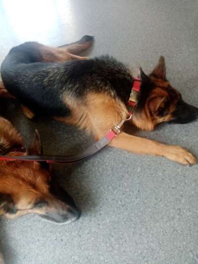 Alles rund um den Schäferhund, diskutieren erwünscht.-Beitrag-Bild