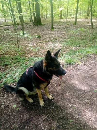 Deutsche Schäferhunde, Belgische Schäferhunde.-Beitrag-Bild